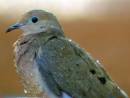 rain_dove.jpg