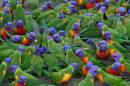rainbowlorikeet4003.jpg