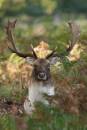 red-deer-4.jpg