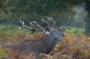 red-deer-oct-18-2009-02.jpg