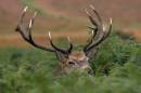 red-deer-oct-8-2006-5.jpg