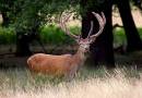 red-deer.jpg