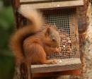 red-squirrel.jpg