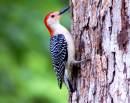 red_bellied_woodpecker_2.jpg