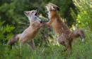 red_fox-30d-070717-8159-550.jpg