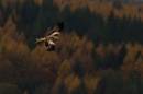 red_kite_trees_sml.jpg