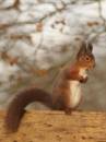 red_squirrel.jpg