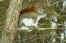 red_squirrel1.JPG