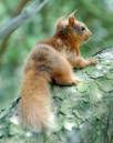 red_squirrel3.JPG