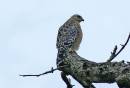 /gallery/data/501/thumbs/red_tailed_hawk_.jpg