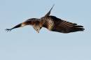 redkite3010x6.jpg