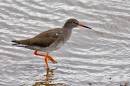 redshank.jpg