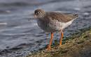 redshank1.jpg