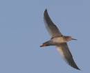 redshank2.JPG