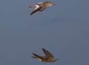 redshank_2_.jpg