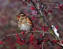 redwing_with_berry.jpg