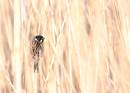 reed-bunting.jpg