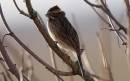reed_bunting.jpg