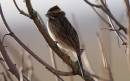 /gallery/data/501/thumbs/reed_bunting.jpg