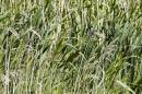 reed_bunting_sml.jpg