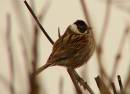 reedbunting55.jpg