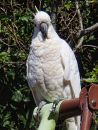 resize_cockatoo.jpg