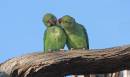 ring-neck-parkeet2.jpg