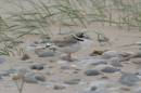 ringed_plover.jpg