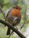 robin-1.jpg