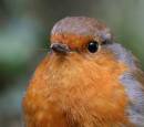 robin12.jpg
