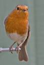 robin14.jpg