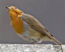 robin16.jpg