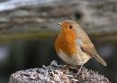 robin19.jpg