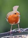 robin_Medium_.jpg