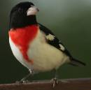 rose_breasted_grosbeak.jpg