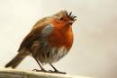rrrrrrobin52009.jpg