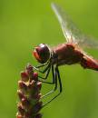 ruddy-darter-male-aug-17-20.jpg