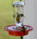 rufous_fight_WPF.jpg