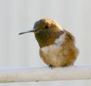 rufous_male_WPF.jpg