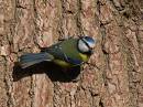 salcey_forest_17022008-06-s.jpg