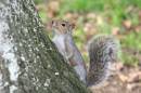 saltram011106060a.jpg
