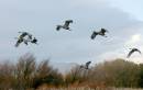 sandhill_cranes_at_bosque_WPF.jpg