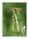 scarce_chaser_1.JPG