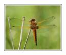 scarce_chaser_2.JPG