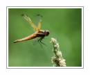 scarce_chaser_flight.JPG