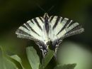 scarce_swallowtail_jul_15_2015.jpg