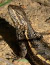 sceloporus_13Jun2007_Wichitas_JAG.jpg