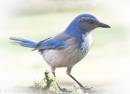 scrub_jay.jpg