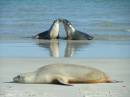 sea_lions_kiss_kiss.JPG
