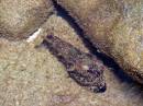 sea_slug_Caloundra.JPG